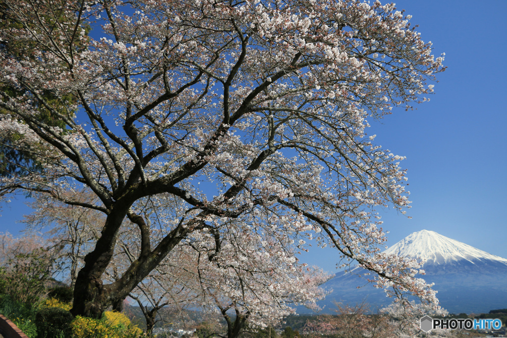 富士と桜