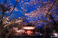 桜、ライトアップ -3