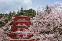 桜、満開の忠霊塔で