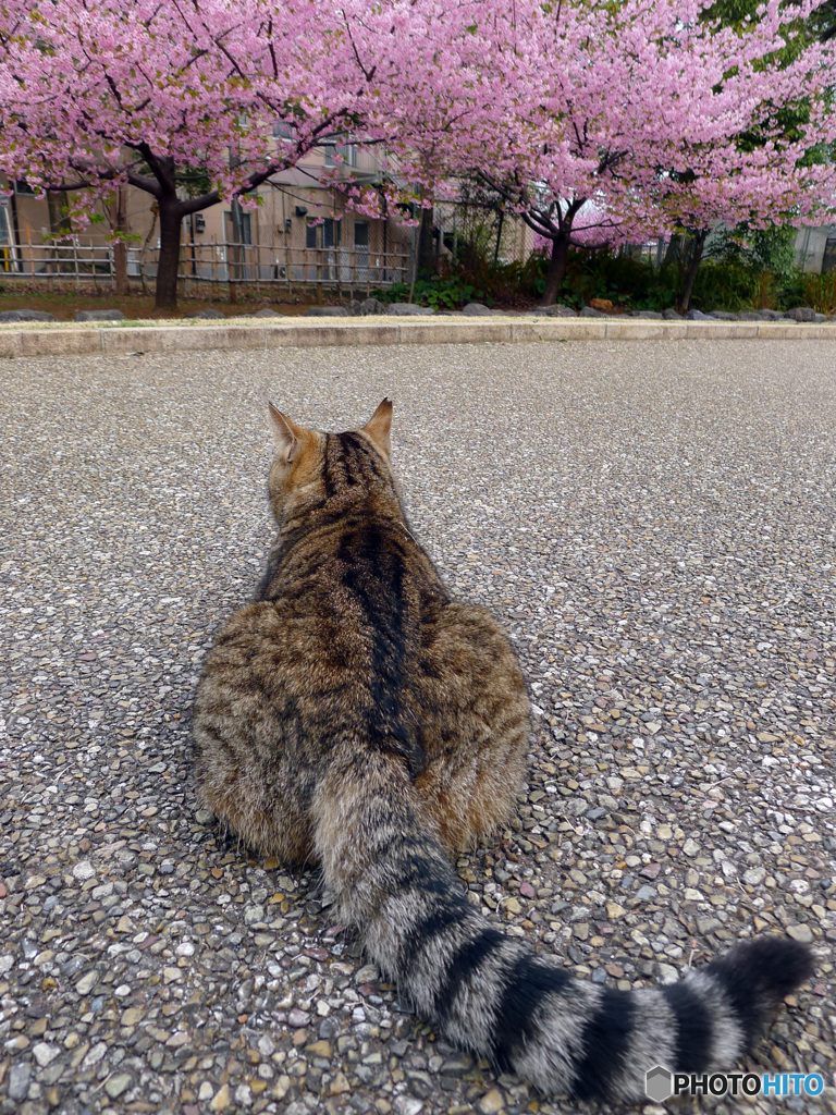 満開じゃのう