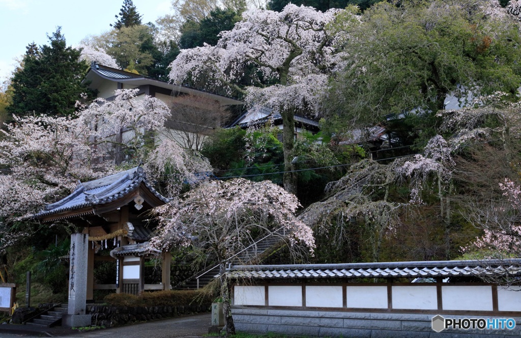 山寺にサクラ咲く
