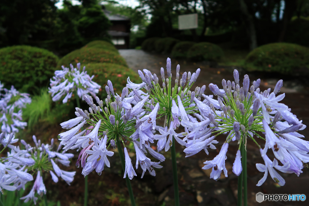 梅雨の頃