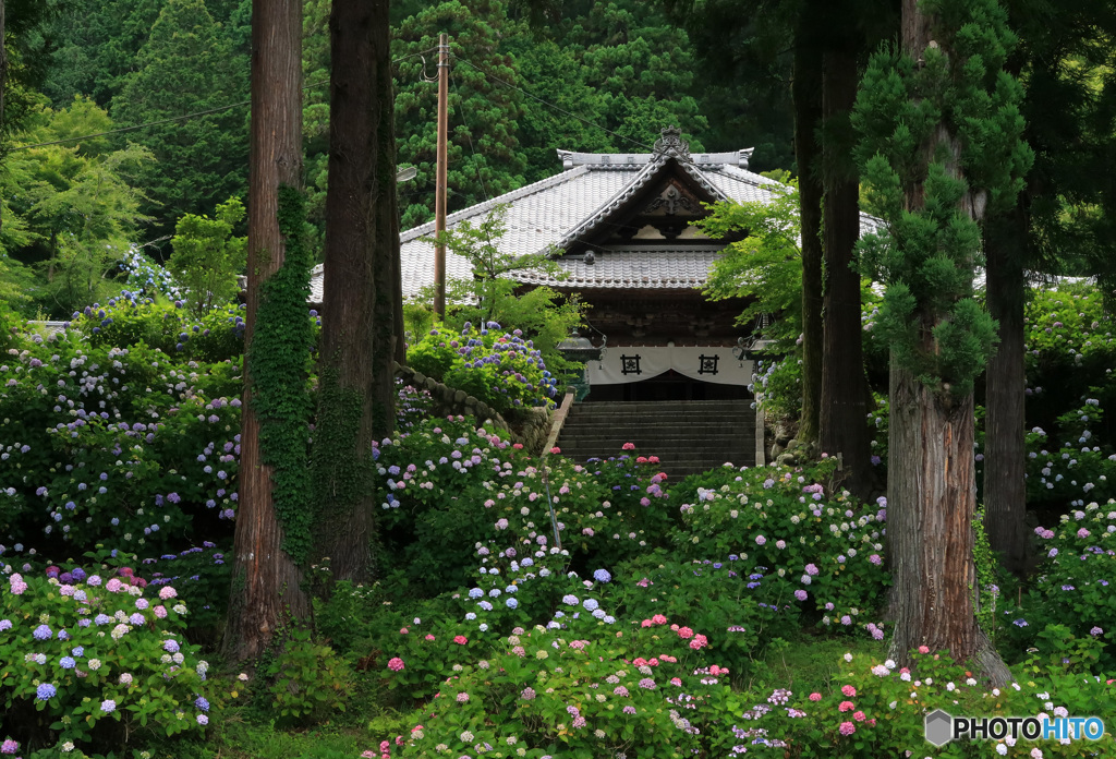 アジサイの咲く境内