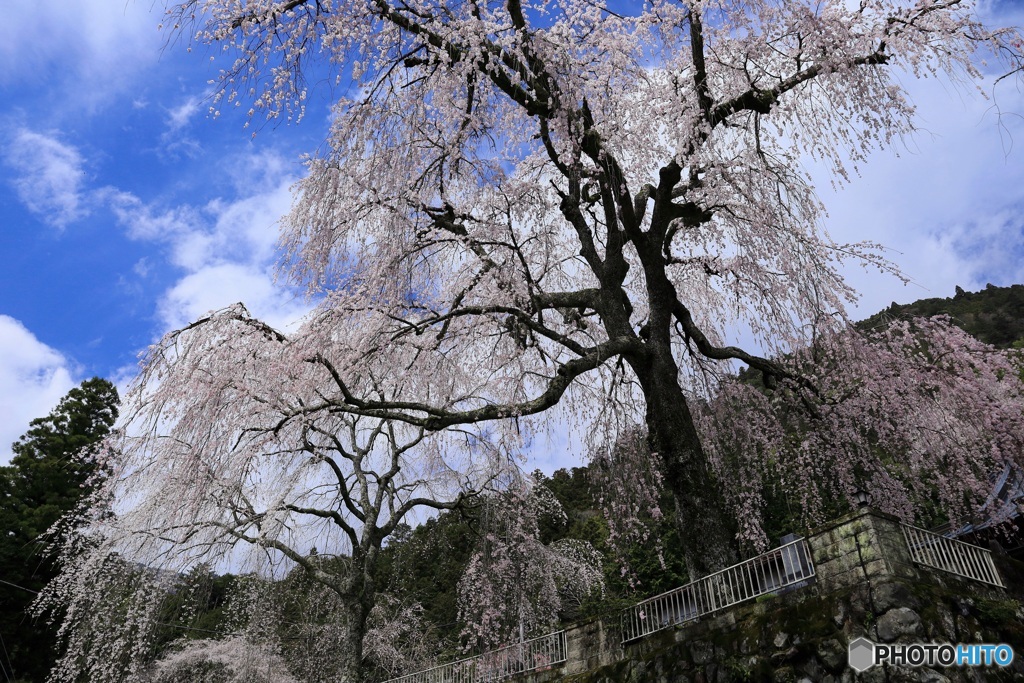 枝垂れ咲く境内