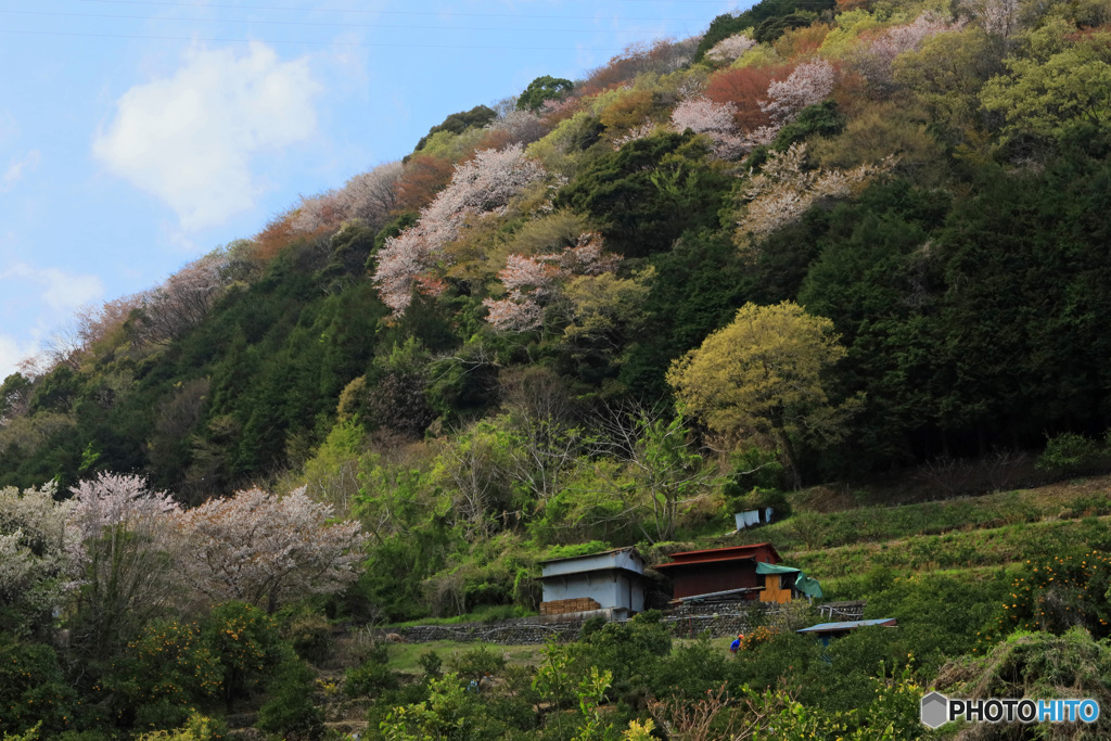 里山の春