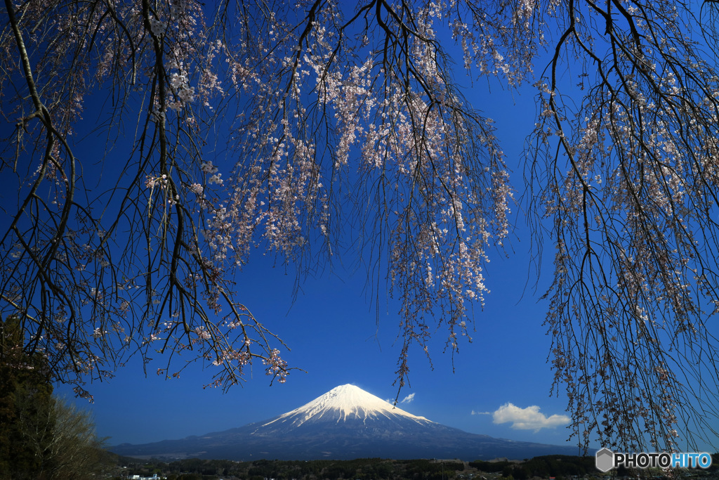 枝垂れ富士