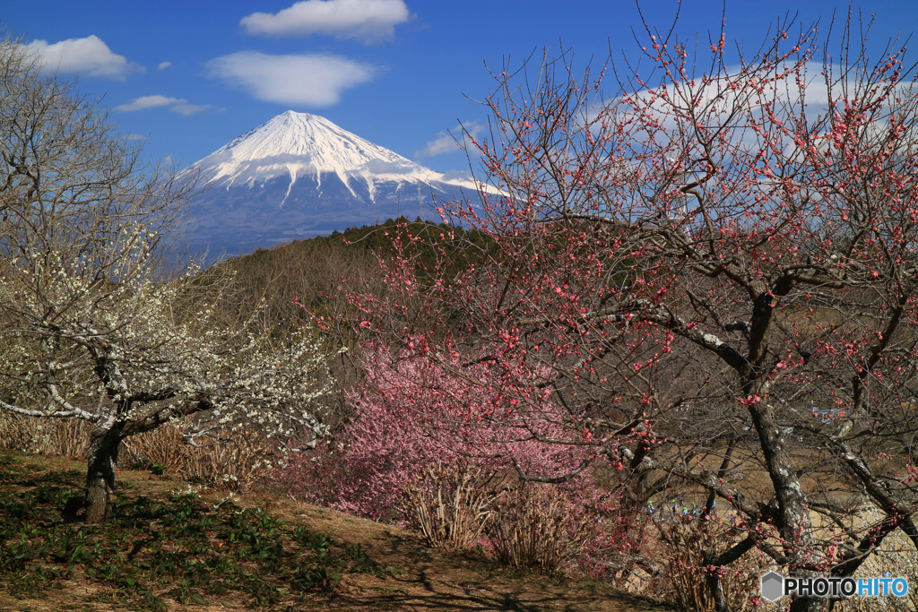 里山の春