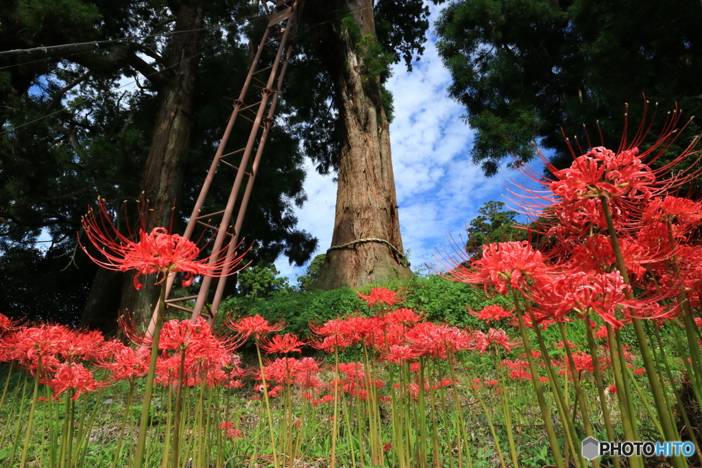 大杉と彼岸花 （294T）