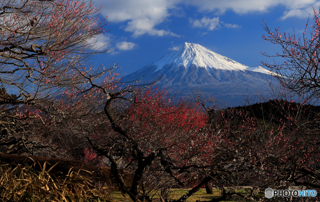 富士と紅梅