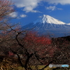 富士と紅梅