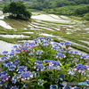 紫陽花咲く棚田  (278T)