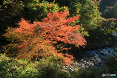 秋の渓谷