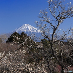 白梅と富士