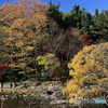 楽寿園の紅葉 -2