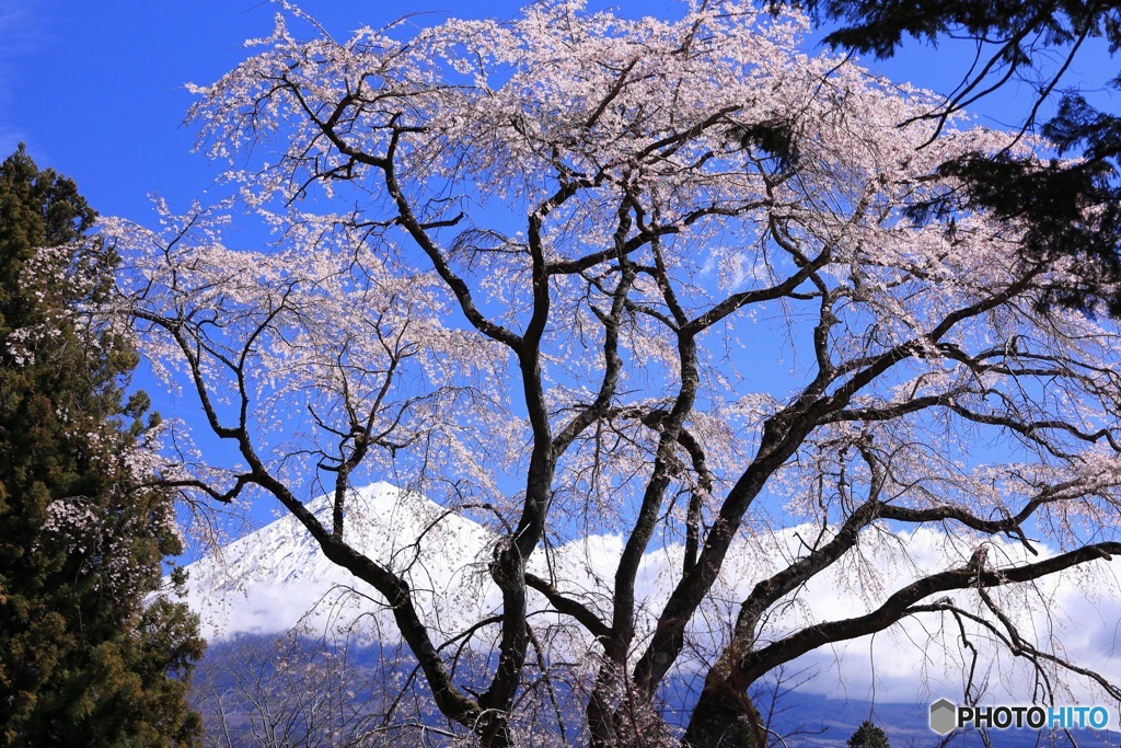 桜越しに観る富士