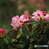 石楠花咲く森で (775T)