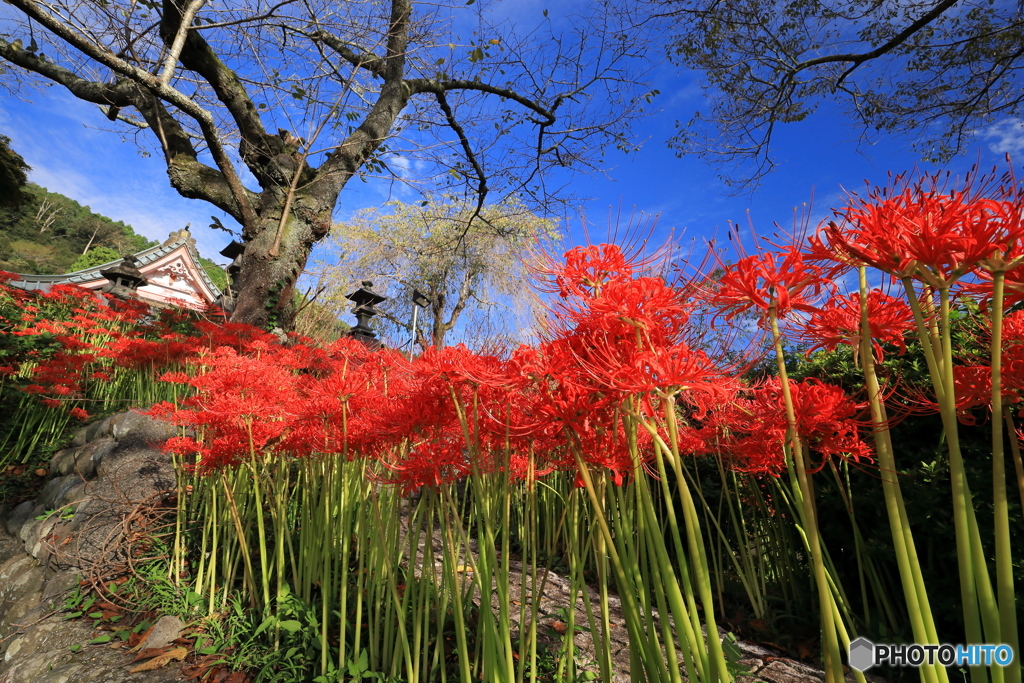 彼岸花咲く山寺で