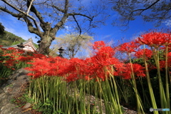 彼岸花咲く山寺で