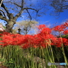 彼岸花咲く山寺で