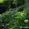 山に咲くアジサイ (285T)