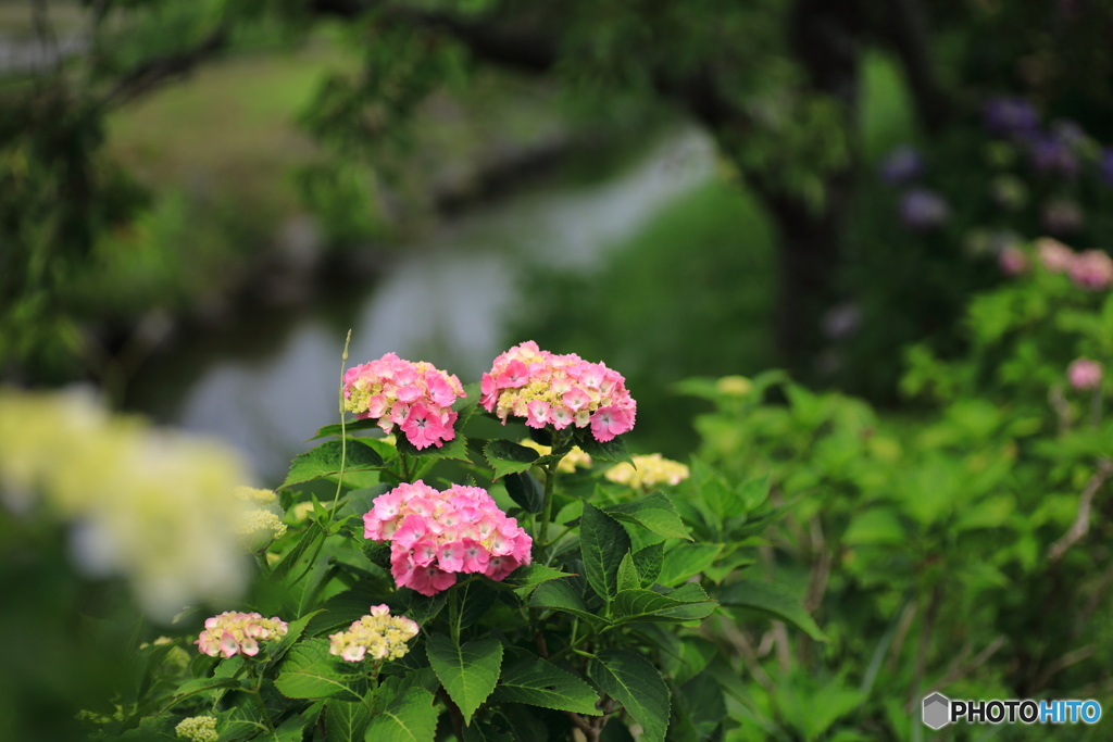 小川の畔で