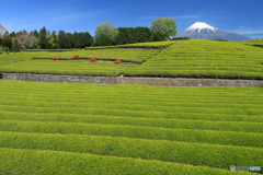 富士と、緑の茶畑と
