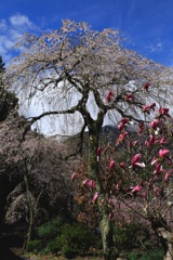 シモクレンと桜
