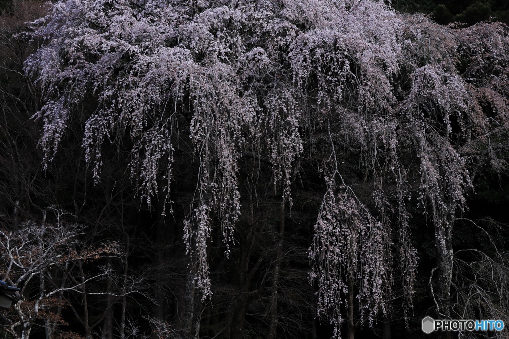 桜、満開に -4