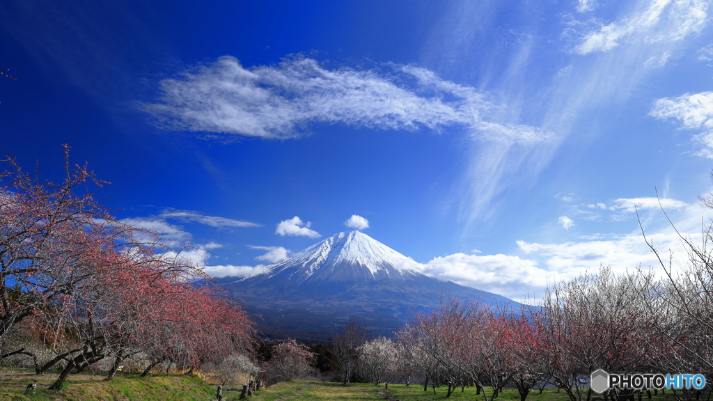 富士と梅園