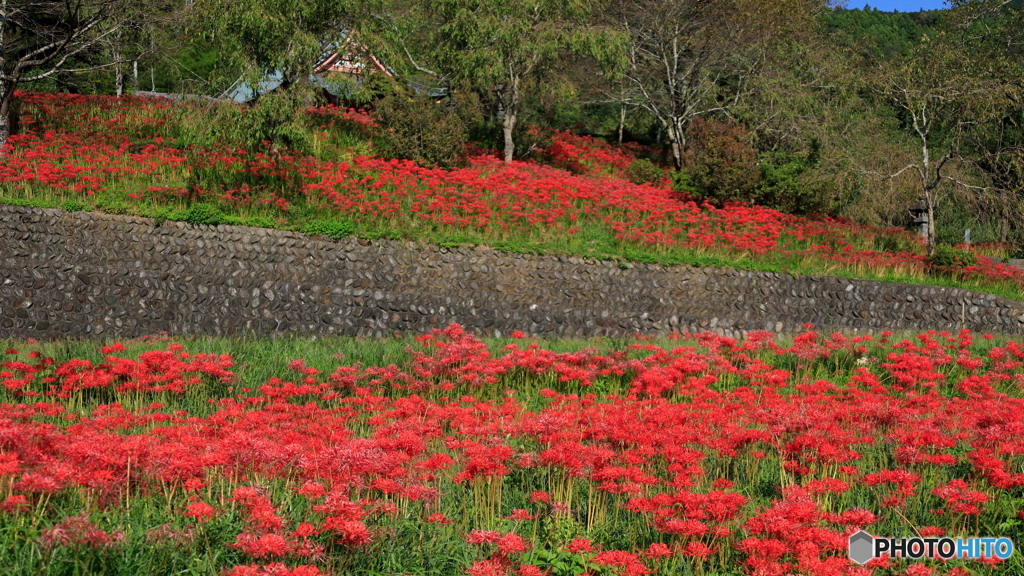 彼岸花さく山寺