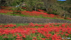 彼岸花さく山寺