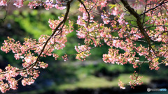 みなみの桜