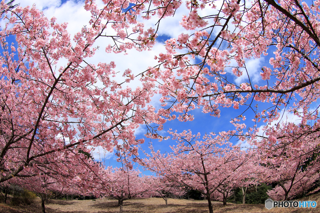 桜咲く丘で