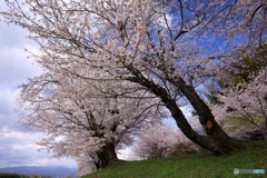 丘に咲く桜
