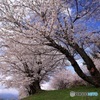 丘に咲く桜