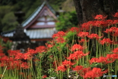 境内の彼岸花