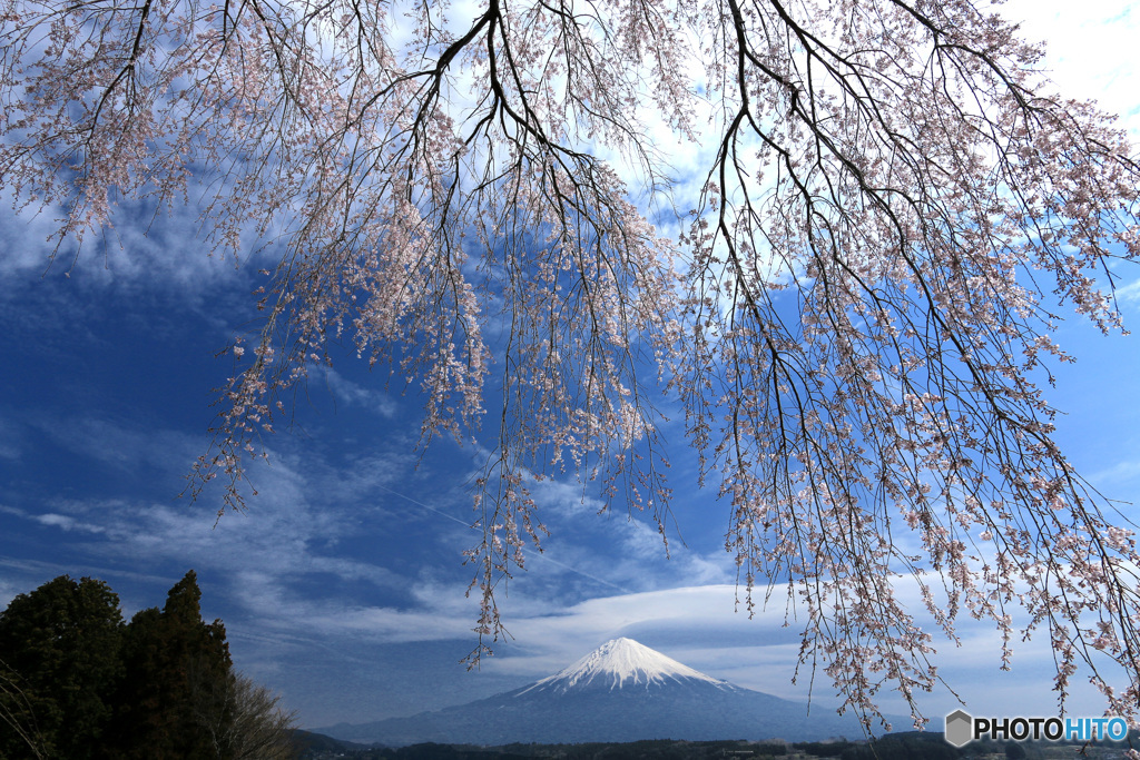 滝桜