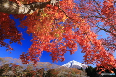 去年の今頃は・・富士と紅葉