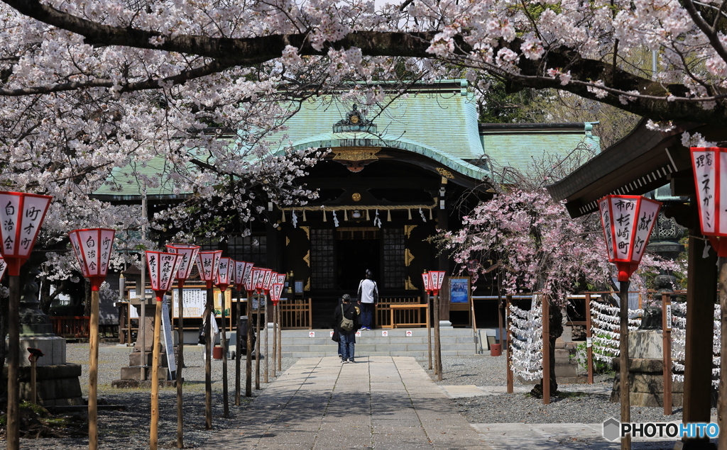 桜満開の境内 (769T)