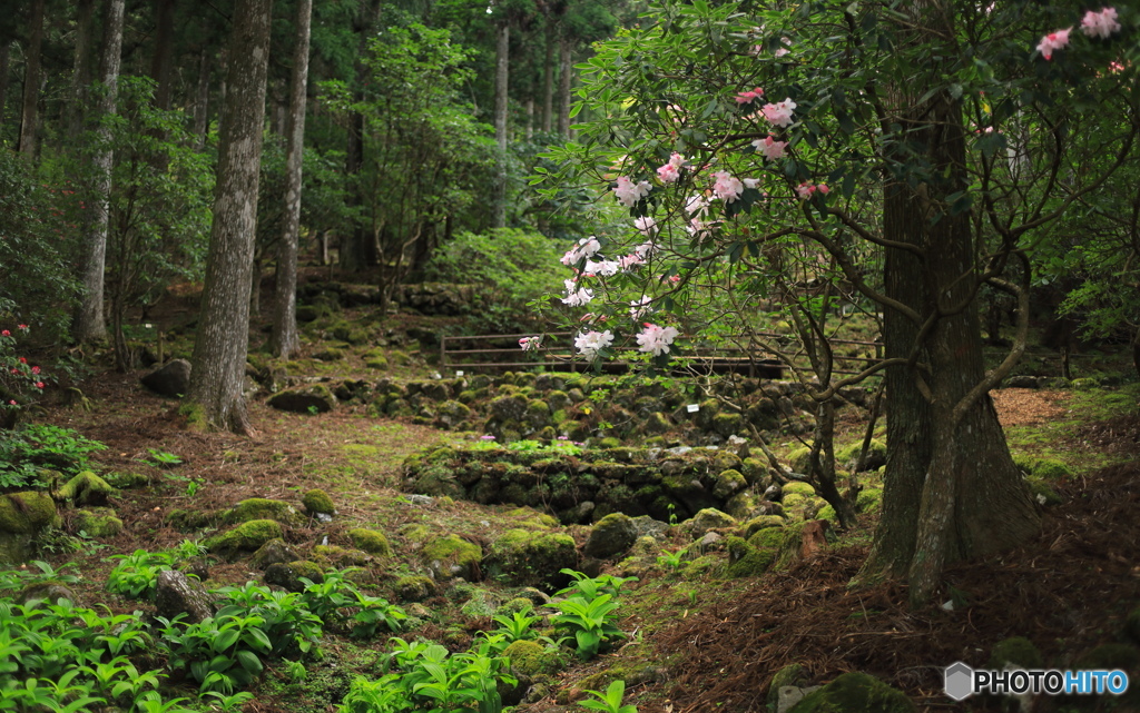 石楠花咲く森で