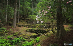 石楠花咲く森で