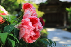 牡丹咲く境内