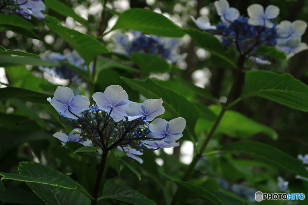 紫陽花