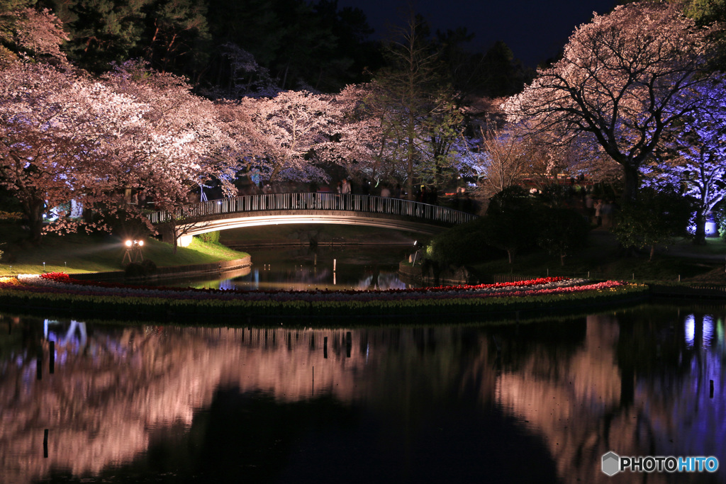 夜桜 (264T)