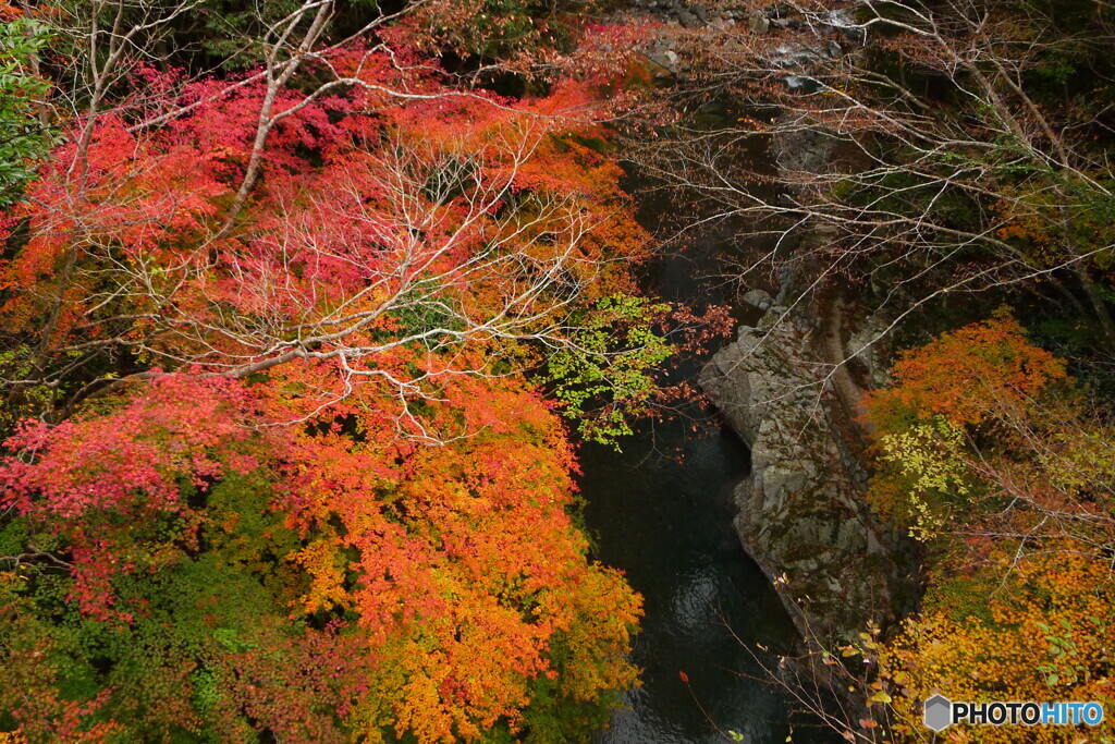 世古峡の紅葉