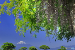 富士と藤