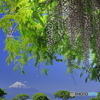 富士と藤