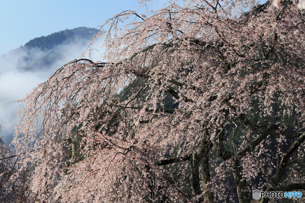 山間に咲く
