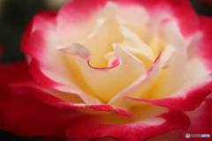 赤い薔薇