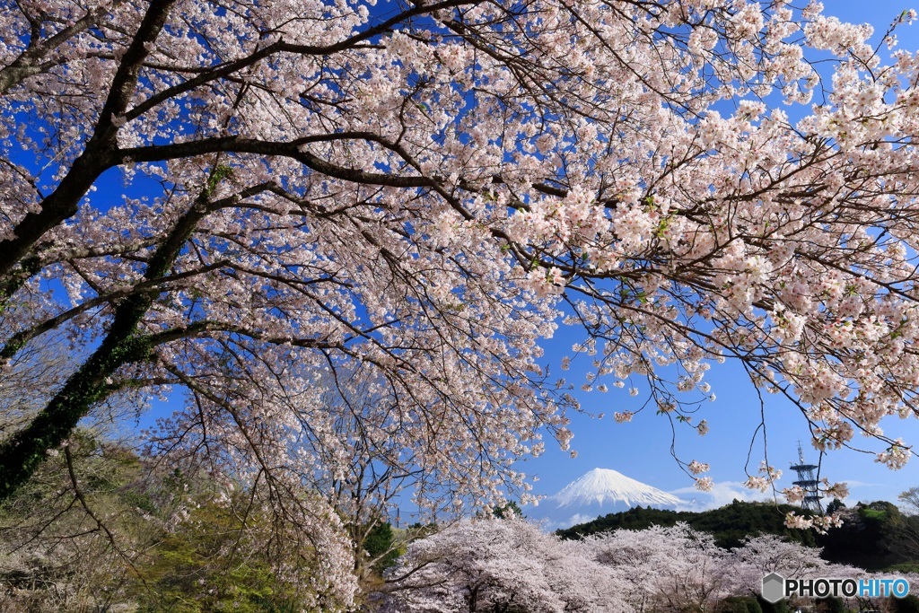 桜、満開の頃